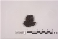 藏品(島衣屬 )的圖片